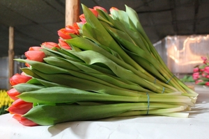 Букеты из тюльпанов Экстра класса к 8 марта, предзаказ - Изображение #5, Объявление #1673928