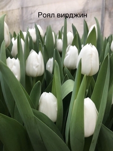Тюльпан Роял Вирджин белый цвет - Изображение #1, Объявление #1673929