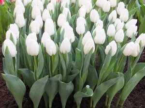 Тюльпан Роял Вирджин белый цвет - Изображение #2, Объявление #1673929