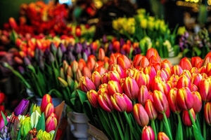 Цветы к 8 Марта оптом принимаем заказы - Изображение #2, Объявление #1675628