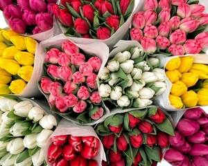 Свежие цветы оптом к празднику - Изображение #1, Объявление #1675633