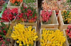 Тюльпаны свежие оптом и в розницу к 8 марта. - Изображение #2, Объявление #1675634