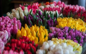 Живые цветы недорого оптом к 8 Марта - Изображение #1, Объявление #1675651
