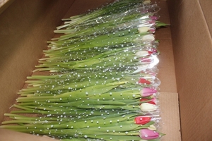 Великолепные Букеты тюльпанов к 8 марта оптом недорого - Изображение #3, Объявление #1675670