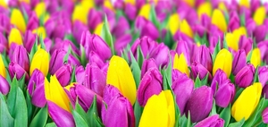 Роскошные Тюльпаны оптовые заказы - Изображение #4, Объявление #1675677