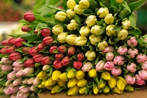Качественные Тюльпаны выгодно оптом в Минске - Изображение #1, Объявление #1675693