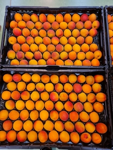 Предлагаем оптовые поставки абрикосов из Испании. - Изображение #1, Объявление #1709276