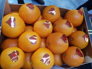 Предлагаем оптовые поставки апельсинов из Испании  - Изображение #1, Объявление #1715446