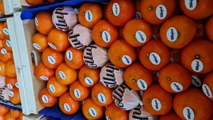 Предлагаем оптовые поставки мандаринов из Испании - Изображение #1, Объявление #1715444