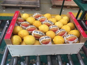 Предлагаем оптовые поставки лимонов из Испании - Изображение #2, Объявление #1715447