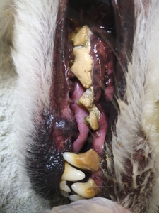 Ультразвуковая чистка зубов у собак. Без наркоза. - Изображение #1, Объявление #1705340