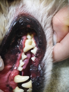 Ультразвуковая чистка зубов у собак. Без наркоза. - Изображение #2, Объявление #1705340