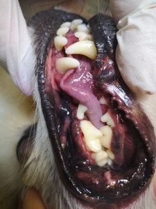 Ультразвуковая чистка зубов у собак. Без наркоза. - Изображение #3, Объявление #1705340