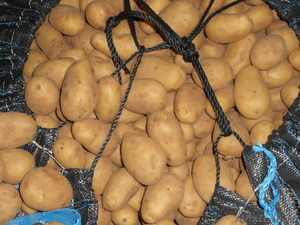 Продам картофель молодой урожай 2012 - Изображение #1, Объявление #500816