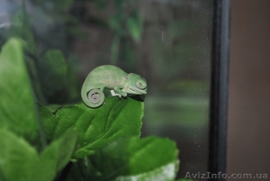 Продажа пресмыкающихся.