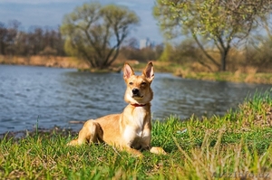 Лис -красивая собака в дар - Изображение #1, Объявление #1379521