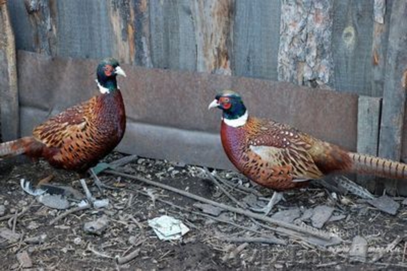  Только тут можно купить фазанов охотничьих (самцов, 6 мес, 1,5 кг) - Изображение #1, Объявление #2988