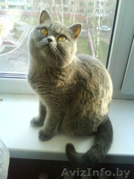 Британские короткошёрстные котята - Изображение #3, Объявление #4154