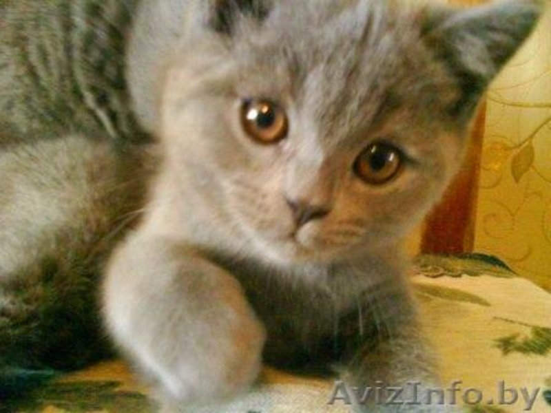 Британские короткошёрстные котята - Изображение #2, Объявление #4154