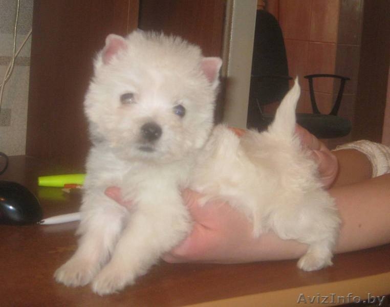 Вест хайленд уайт терьера очаровательня девочка - Изображение #1, Объявление #4593