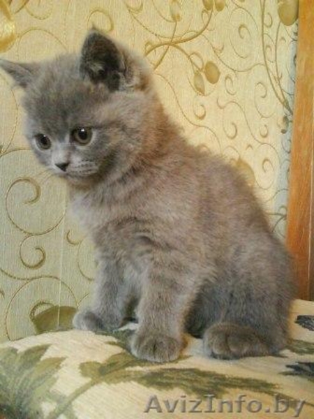 Британские короткошёрстные котята - Изображение #1, Объявление #4154