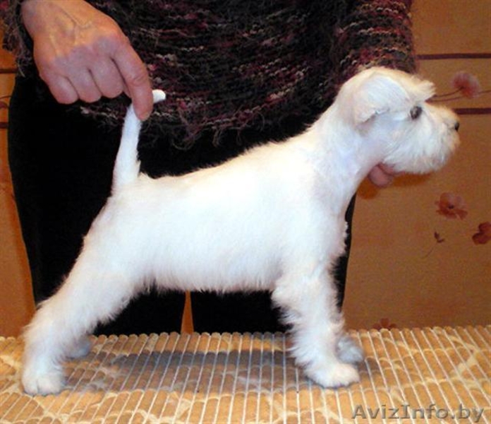 Щенки Цвергшнауцера белого окраса - Изображение #2, Объявление #11562