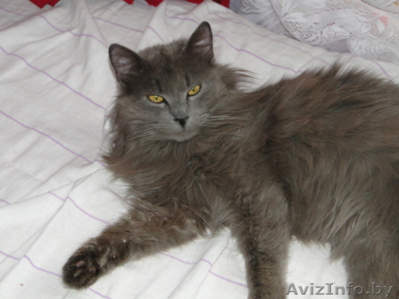 Серый кот ищет хозяина. - Изображение #1, Объявление #15479