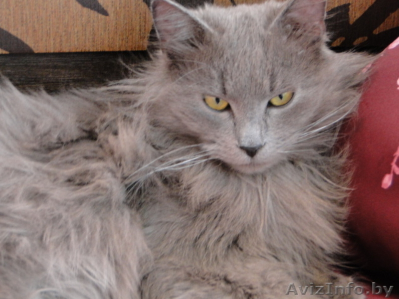 Серый кот ищет хозяина. - Изображение #2, Объявление #15479