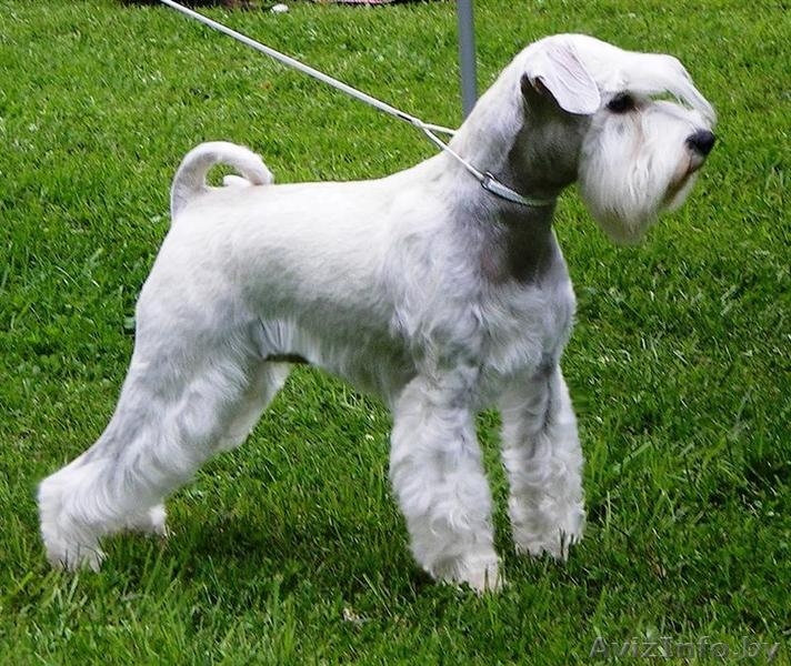 Щенки Цвергшнауцера белого окраса - Изображение #1, Объявление #11562