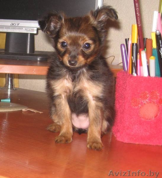 той-терьер дл/ш продам Минск - Изображение #1, Объявление #16357