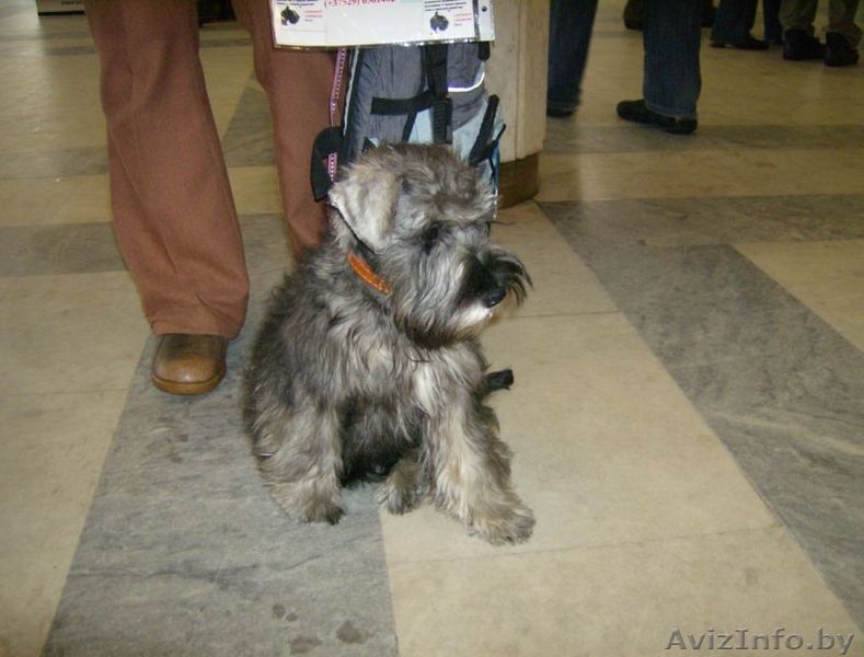 Цвергшнауцера щенок - Изображение #2, Объявление #16735