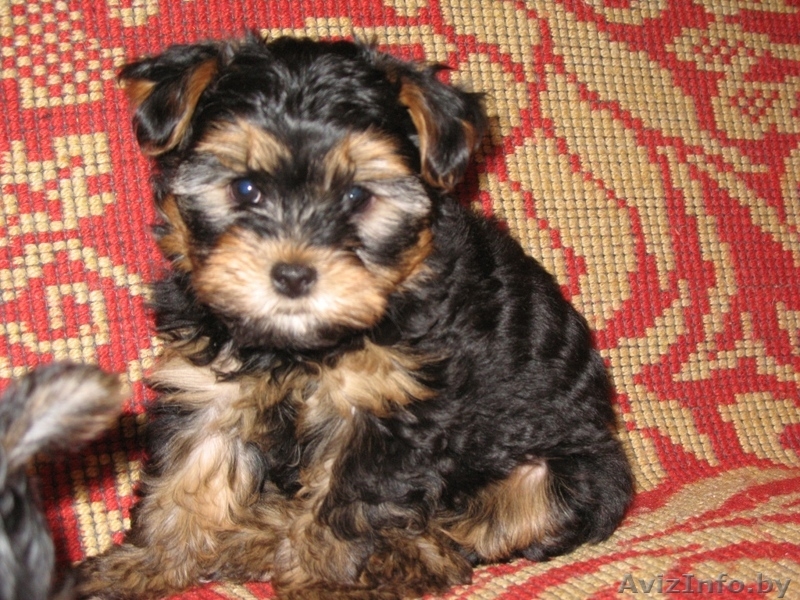 Щенки йоркширского терьера - Изображение #2, Объявление #15656