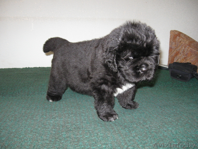 Ньюфаундленда щенки - Изображение #2, Объявление #17817