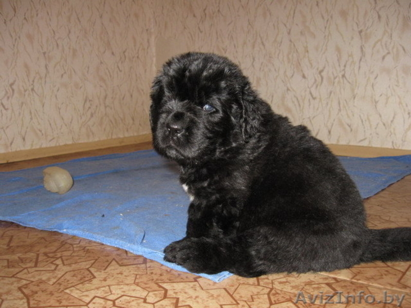 Ньюфаундленда щенки - Изображение #1, Объявление #17817