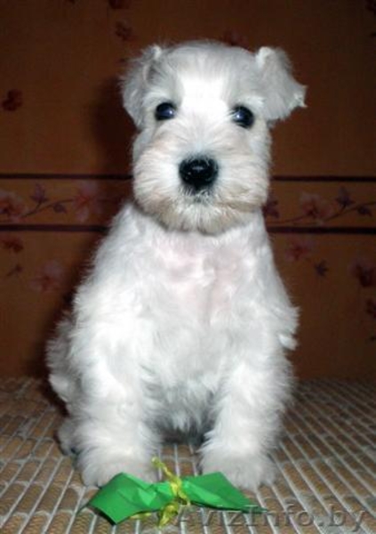 Щенки Цвергшнауцера белого окраса - Изображение #3, Объявление #11562