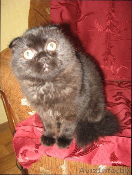котенок хайленд-фолд - Изображение #2, Объявление #15451