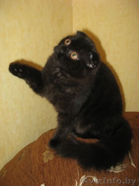 котенок хайленд-фолд - Изображение #3, Объявление #15451