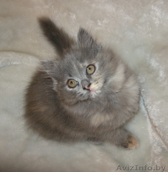 Британский котенок продается - Изображение #2, Объявление #15546