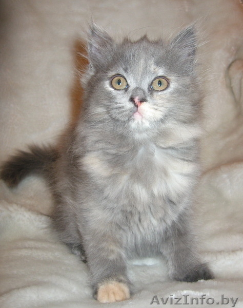 Британская кошечка продается - Изображение #1, Объявление #17494