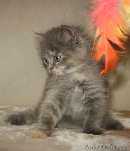 Британский котенок продается - Изображение #1, Объявление #15546