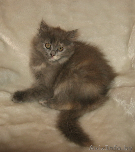 Британский котенок продается - Изображение #3, Объявление #15546