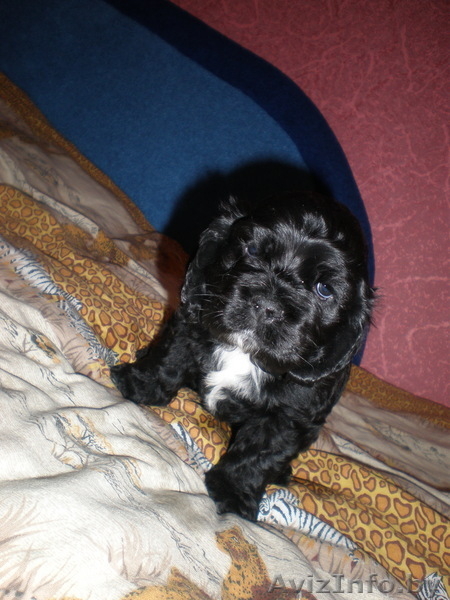 американского кокер спаниеля щенки - Изображение #1, Объявление #14362