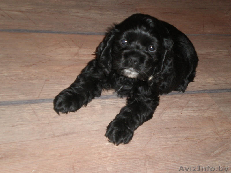 американского кокер спаниеля щенки - Изображение #3, Объявление #14362