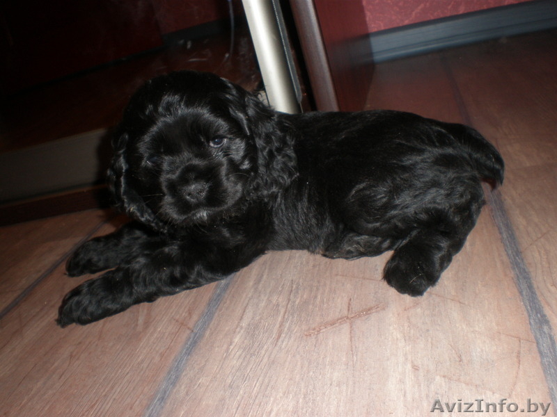 американского кокер спаниеля щенки - Изображение #2, Объявление #14362