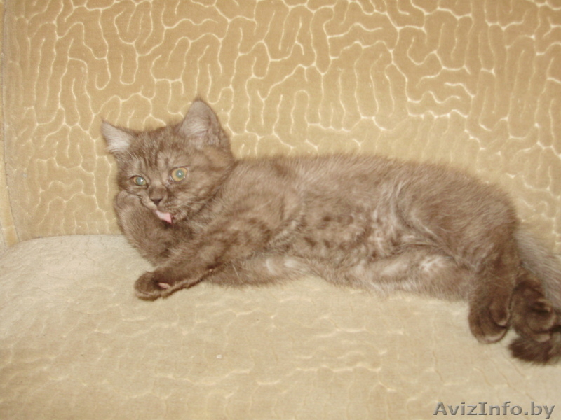 британский короткошерстный котенок - Изображение #1, Объявление #16637