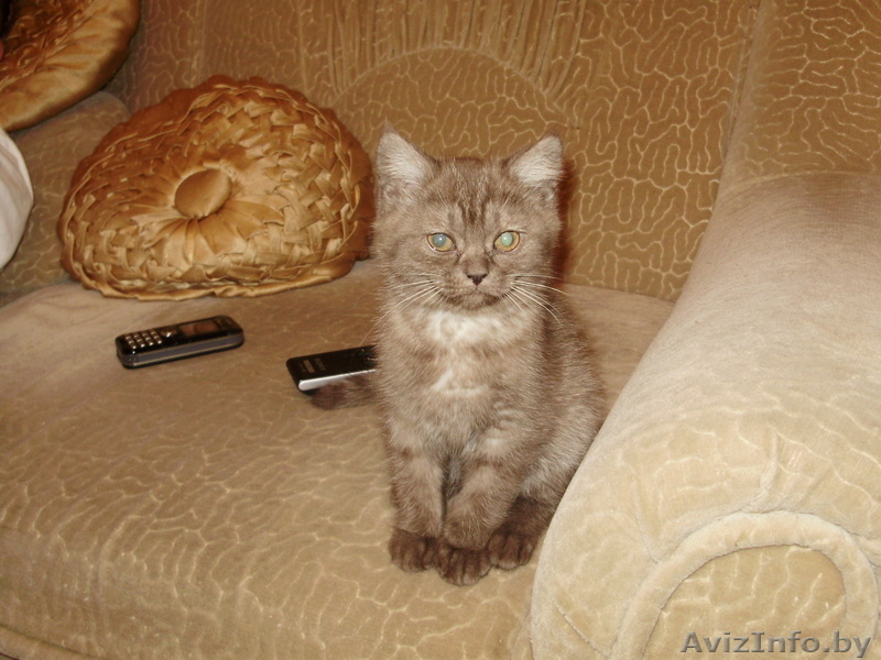 британский короткошерстный котенок - Изображение #2, Объявление #16637
