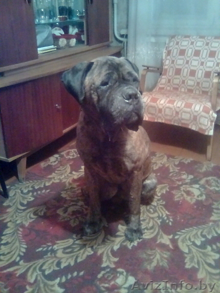 Бульмастиф, 6,5 лет - Изображение #1, Объявление #25579