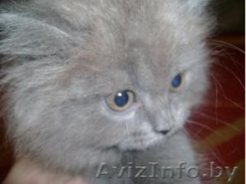 Британский котенок (скоттиш-хайленд). Недорого!!!! - Изображение #1, Объявление #23854