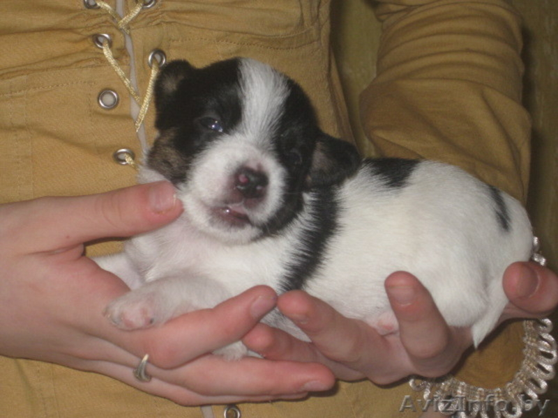 Щенки джек рассел терьера - Изображение #3, Объявление #24347