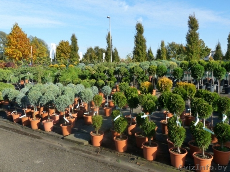 Ландшафтные растения из Европы. Доставка. Низкие цены. - Изображение #1, Объявление #27397